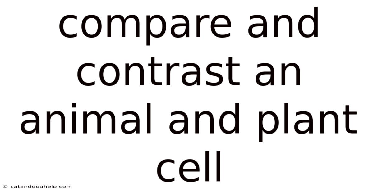 Compare And Contrast An Animal And Plant Cell