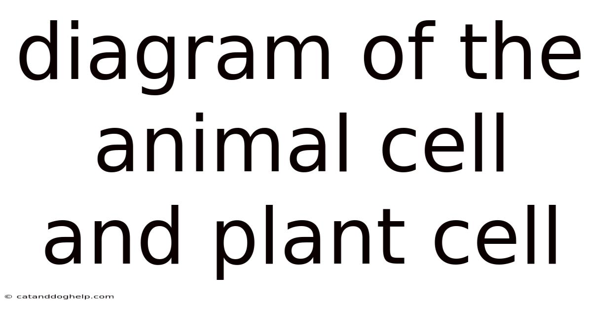 Diagram Of The Animal Cell And Plant Cell