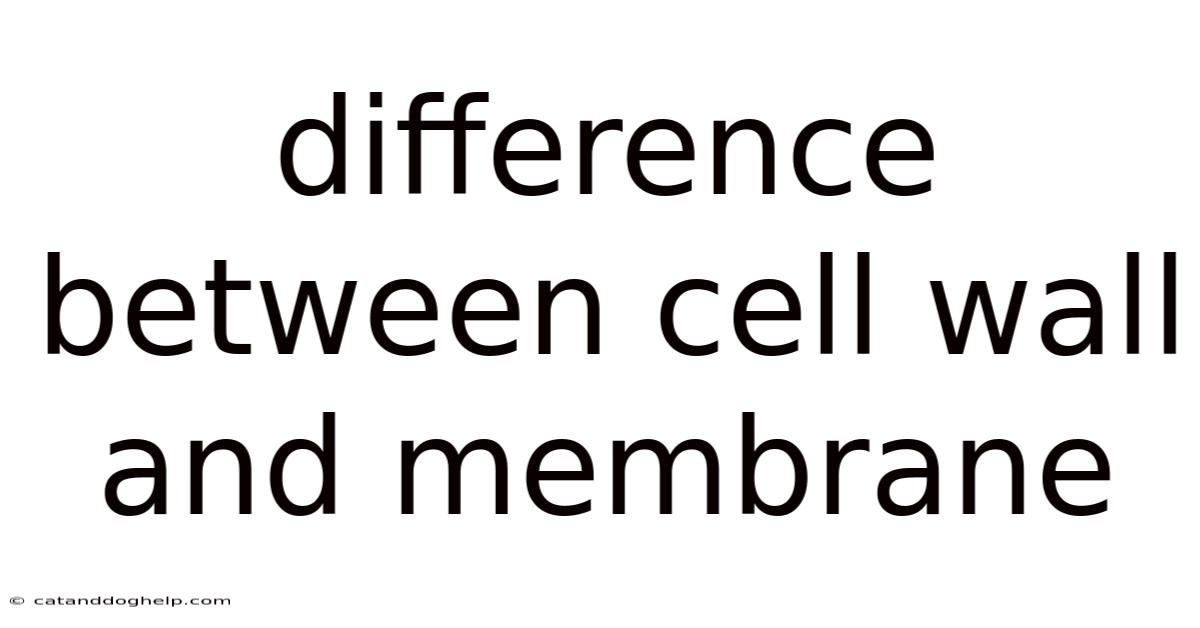 Difference Between Cell Wall And Membrane