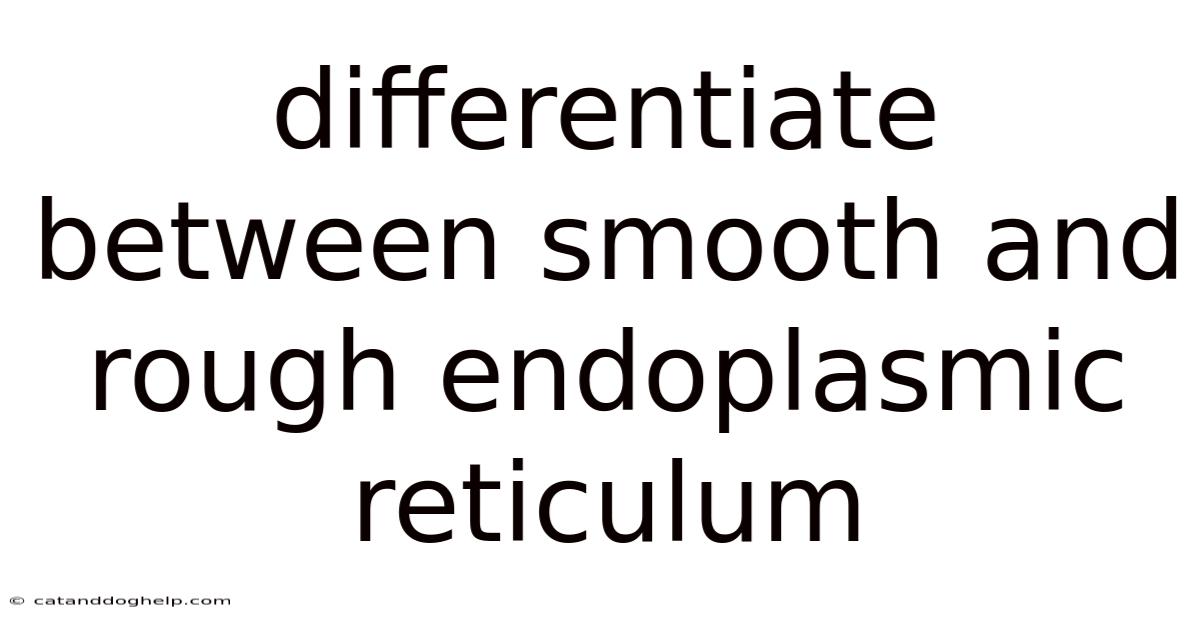 Differentiate Between Smooth And Rough Endoplasmic Reticulum