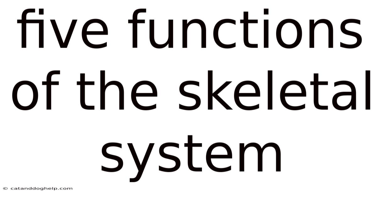 Five Functions Of The Skeletal System