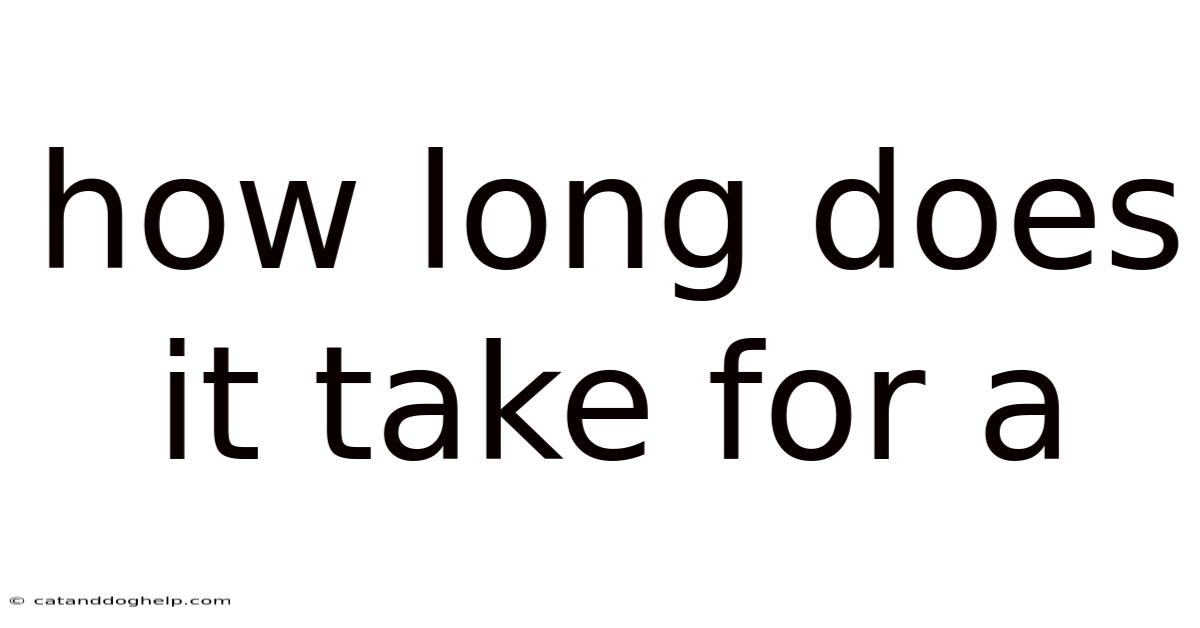 How Long Does It Take For A