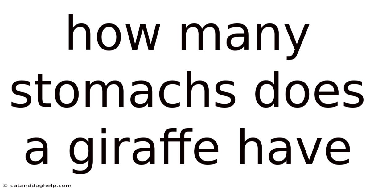 How Many Stomachs Does A Giraffe Have