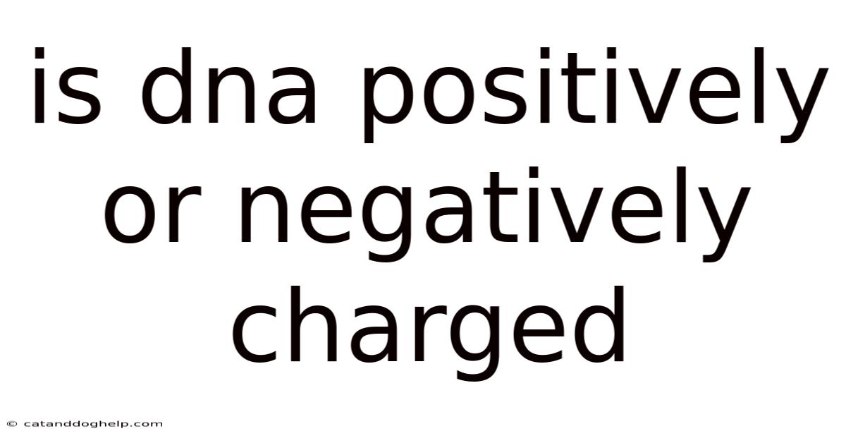 Is Dna Positively Or Negatively Charged