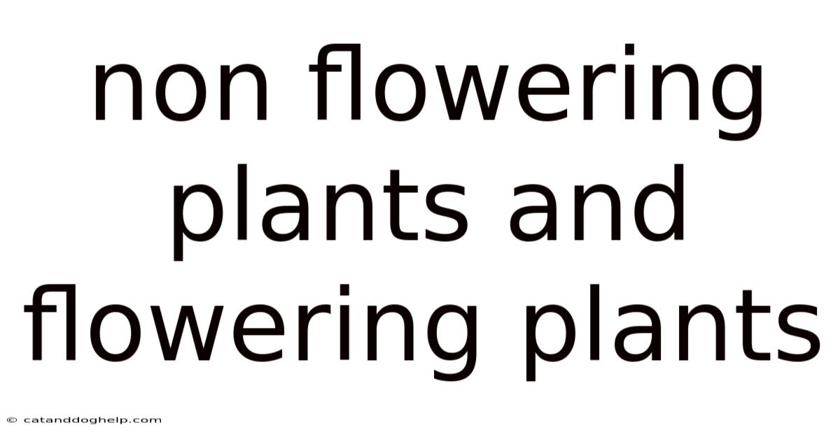 Non Flowering Plants And Flowering Plants