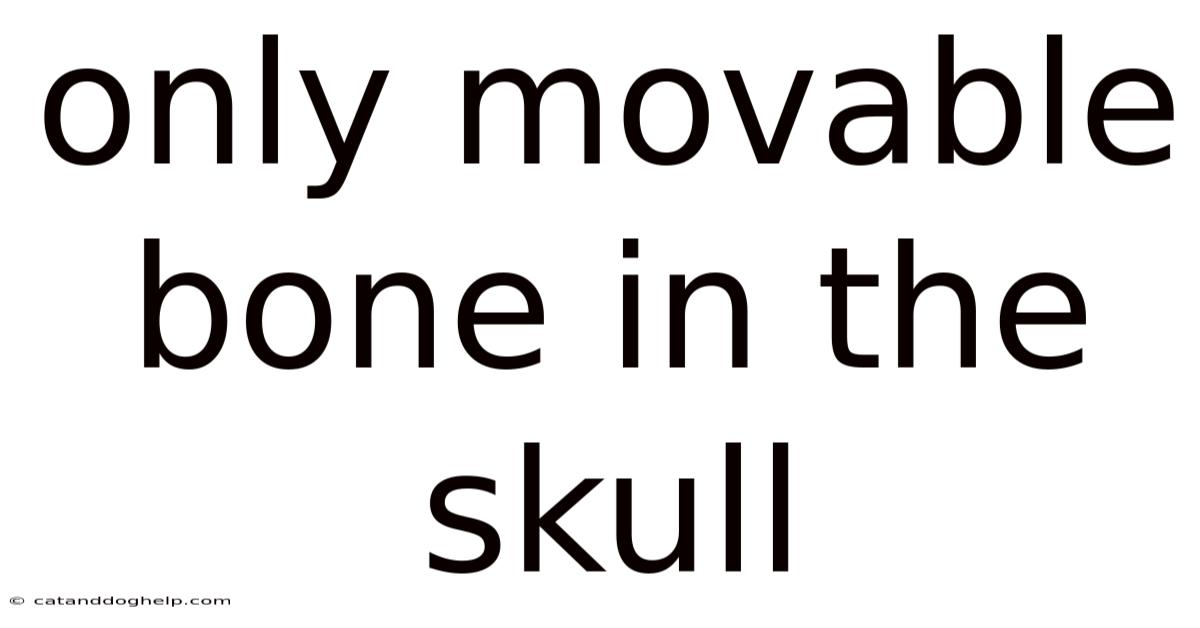 Only Movable Bone In The Skull