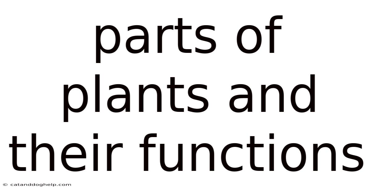 Parts Of Plants And Their Functions