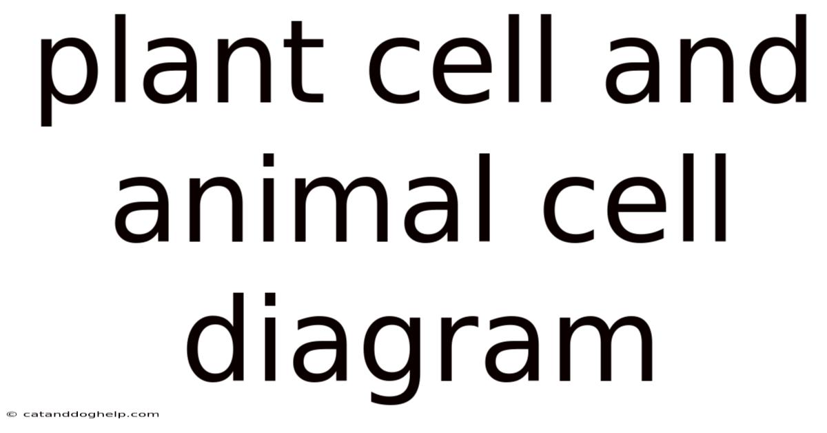 Plant Cell And Animal Cell Diagram
