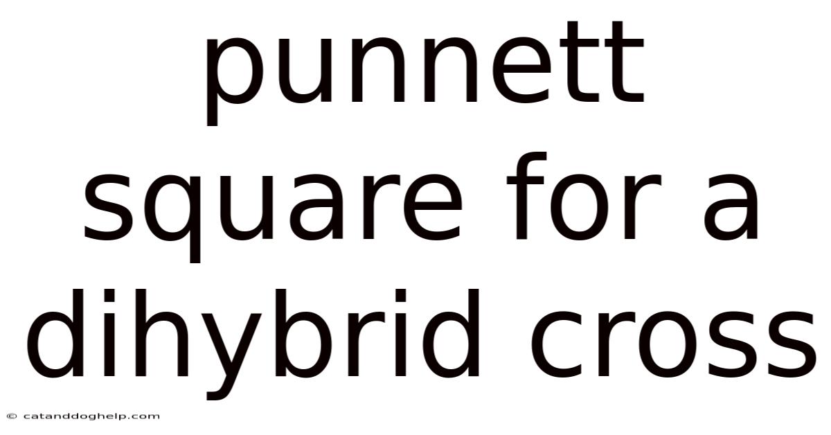 Punnett Square For A Dihybrid Cross