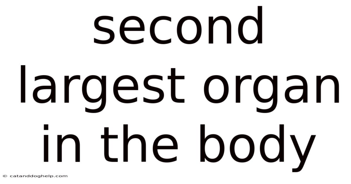 Second Largest Organ In The Body