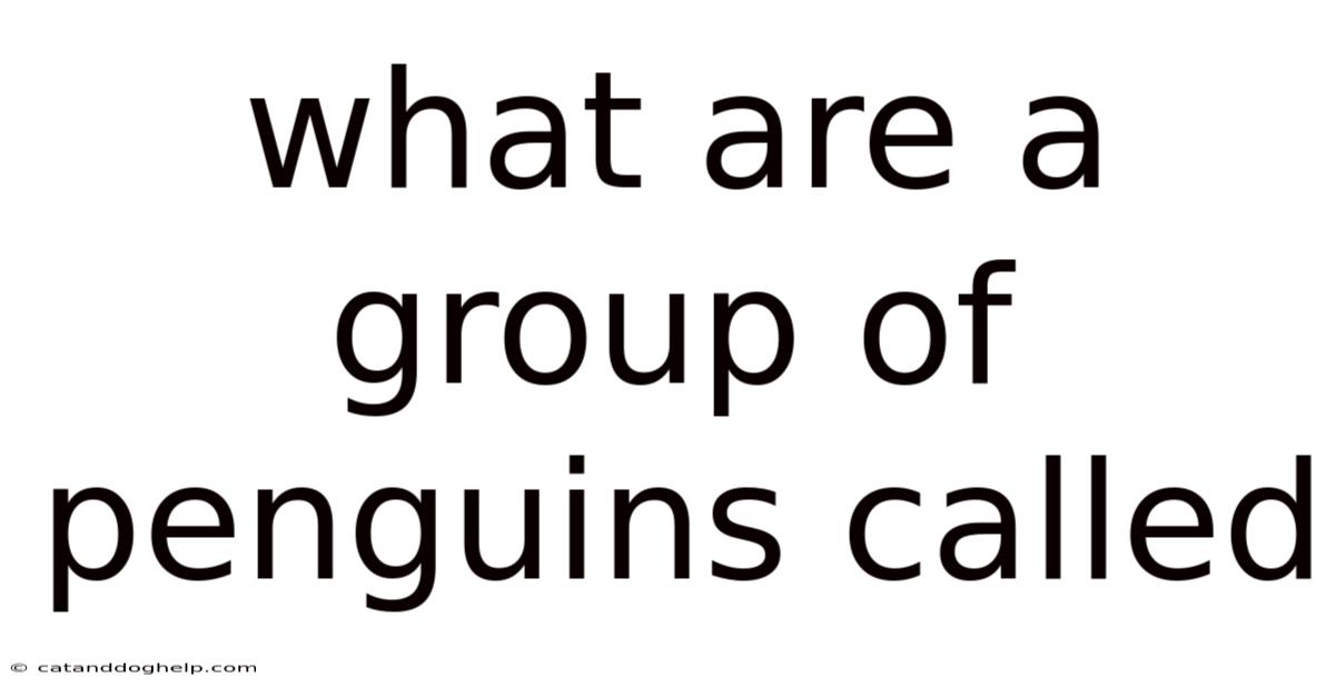 What Are A Group Of Penguins Called