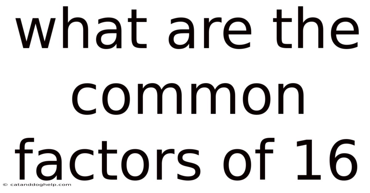 What Are The Common Factors Of 16