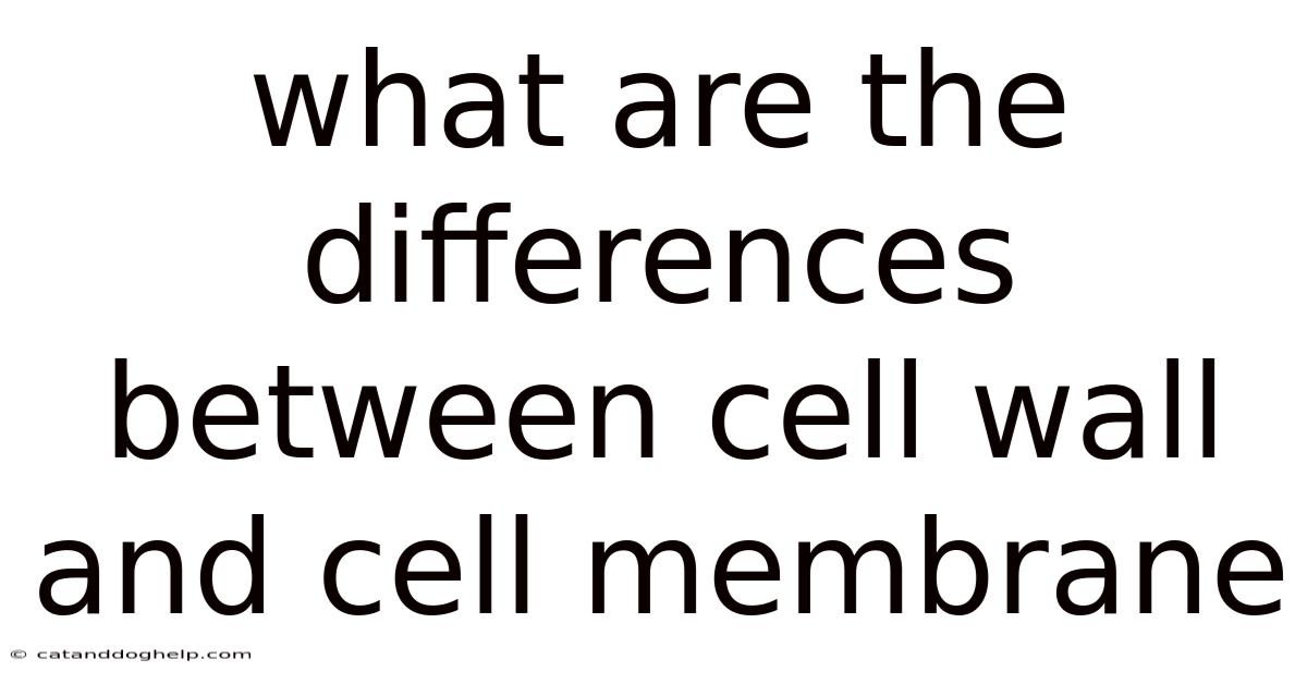 What Are The Differences Between Cell Wall And Cell Membrane
