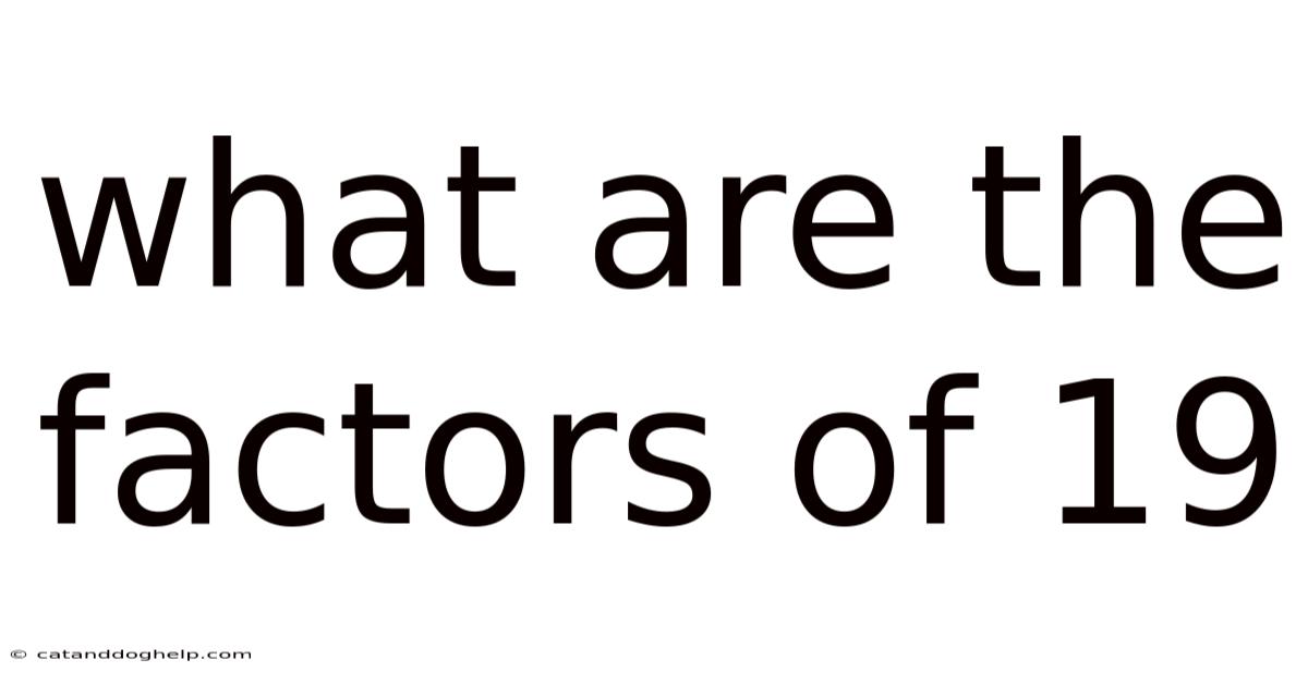 What Are The Factors Of 19