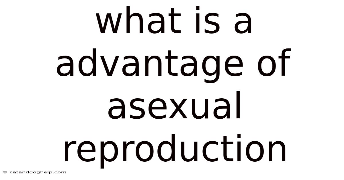 What Is A Advantage Of Asexual Reproduction
