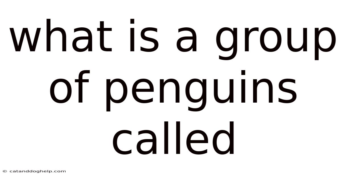 What Is A Group Of Penguins Called