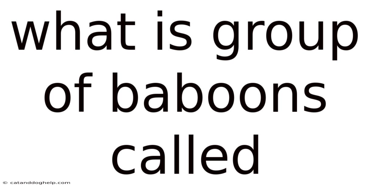 What Is Group Of Baboons Called