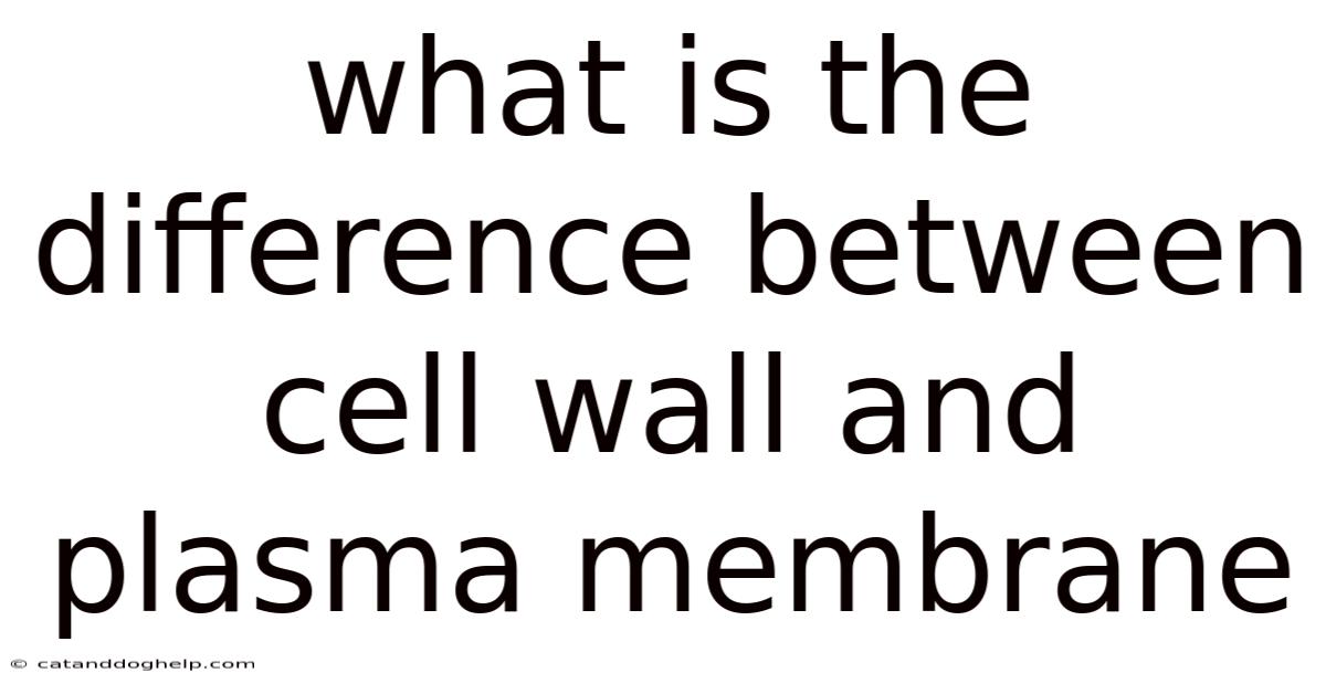 What Is The Difference Between Cell Wall And Plasma Membrane