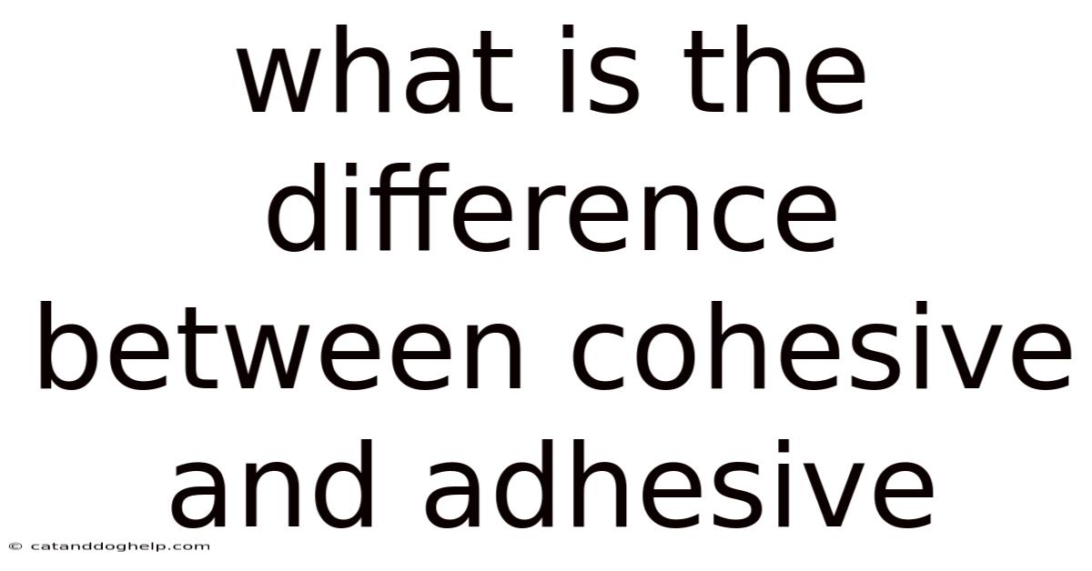 What Is The Difference Between Cohesive And Adhesive