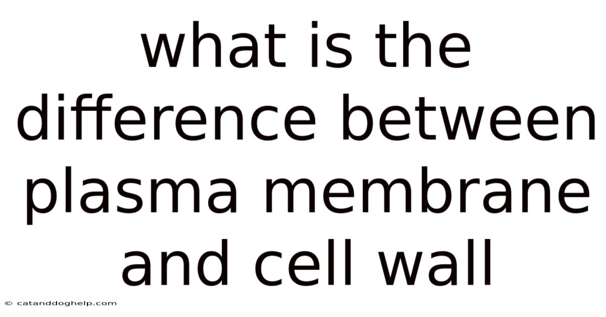 What Is The Difference Between Plasma Membrane And Cell Wall