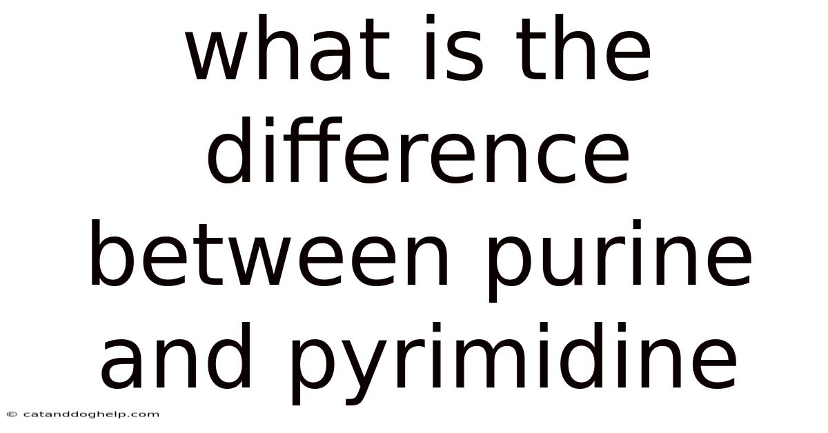 What Is The Difference Between Purine And Pyrimidine