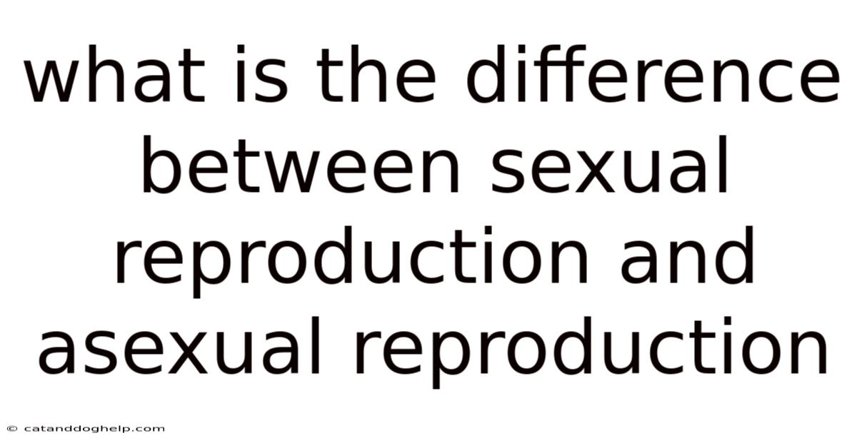 What Is The Difference Between Sexual Reproduction And Asexual Reproduction