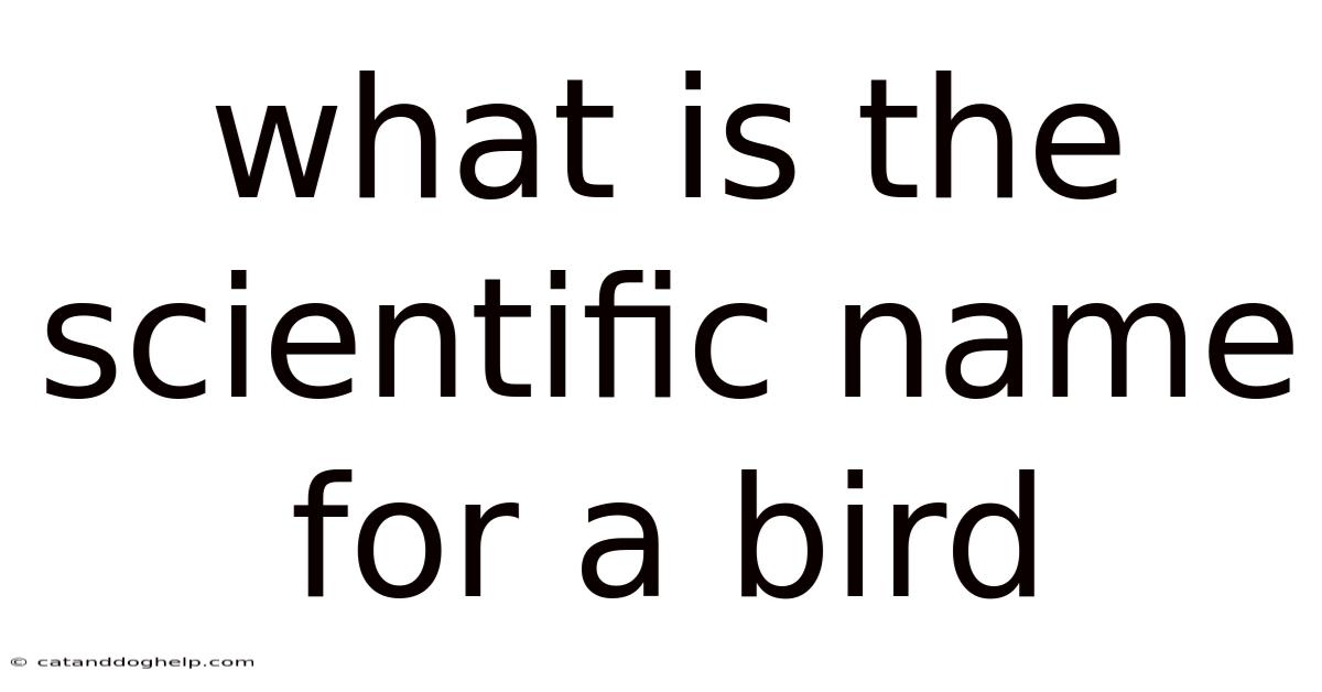 What Is The Scientific Name For A Bird
