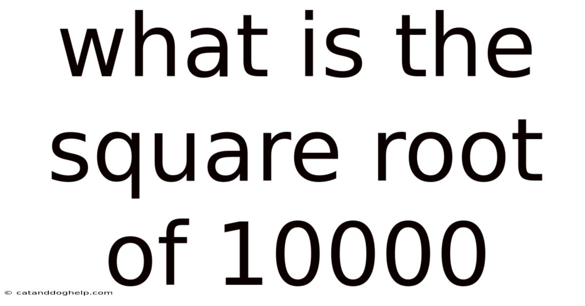 What Is The Square Root Of 10000