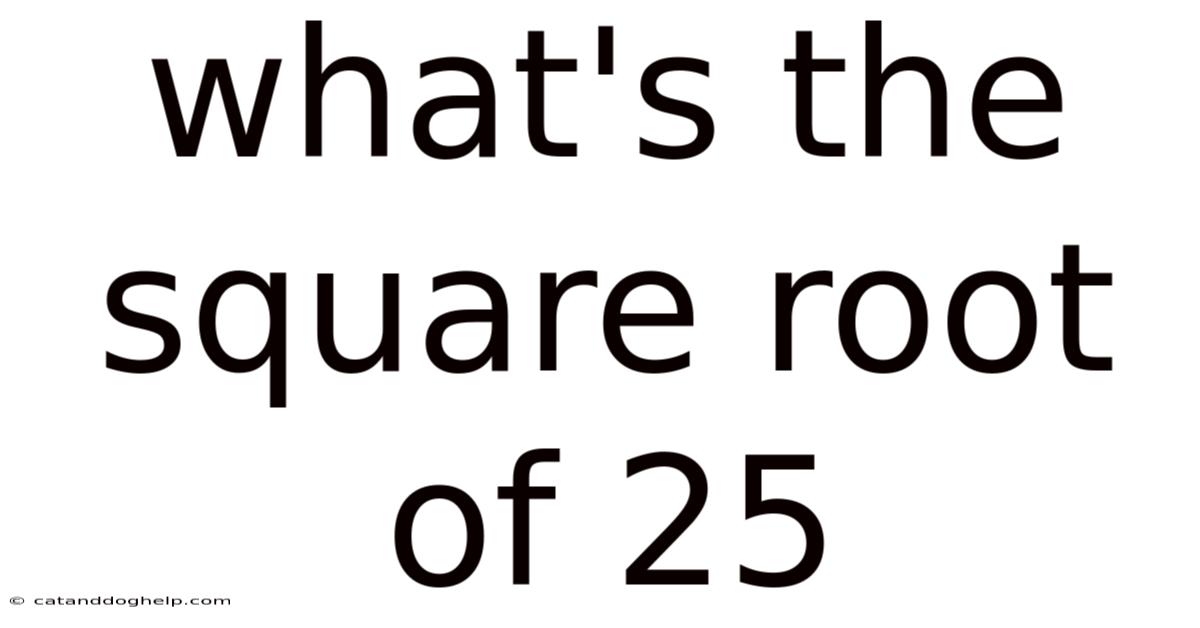 What's The Square Root Of 25