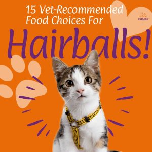 Best Cat Food For hairballs