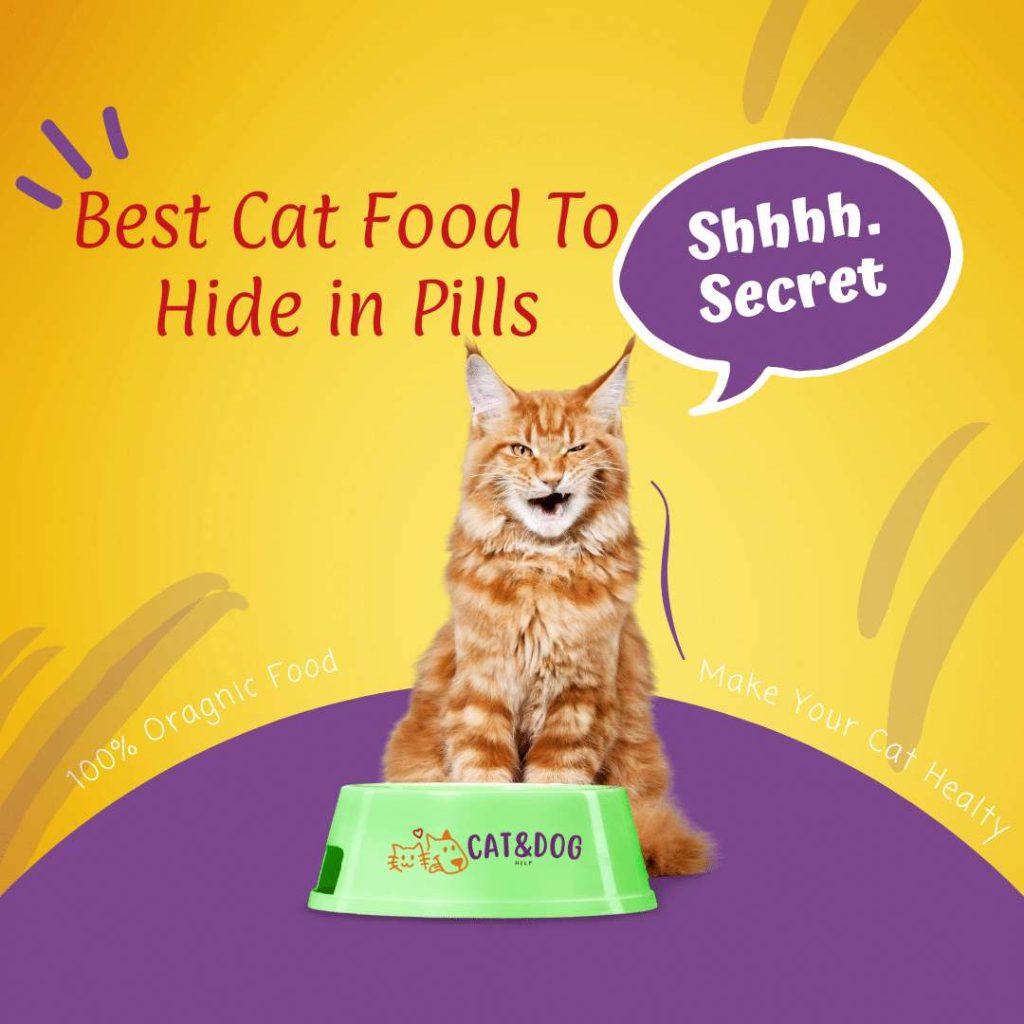 Best Cat Food To Hide Pills In