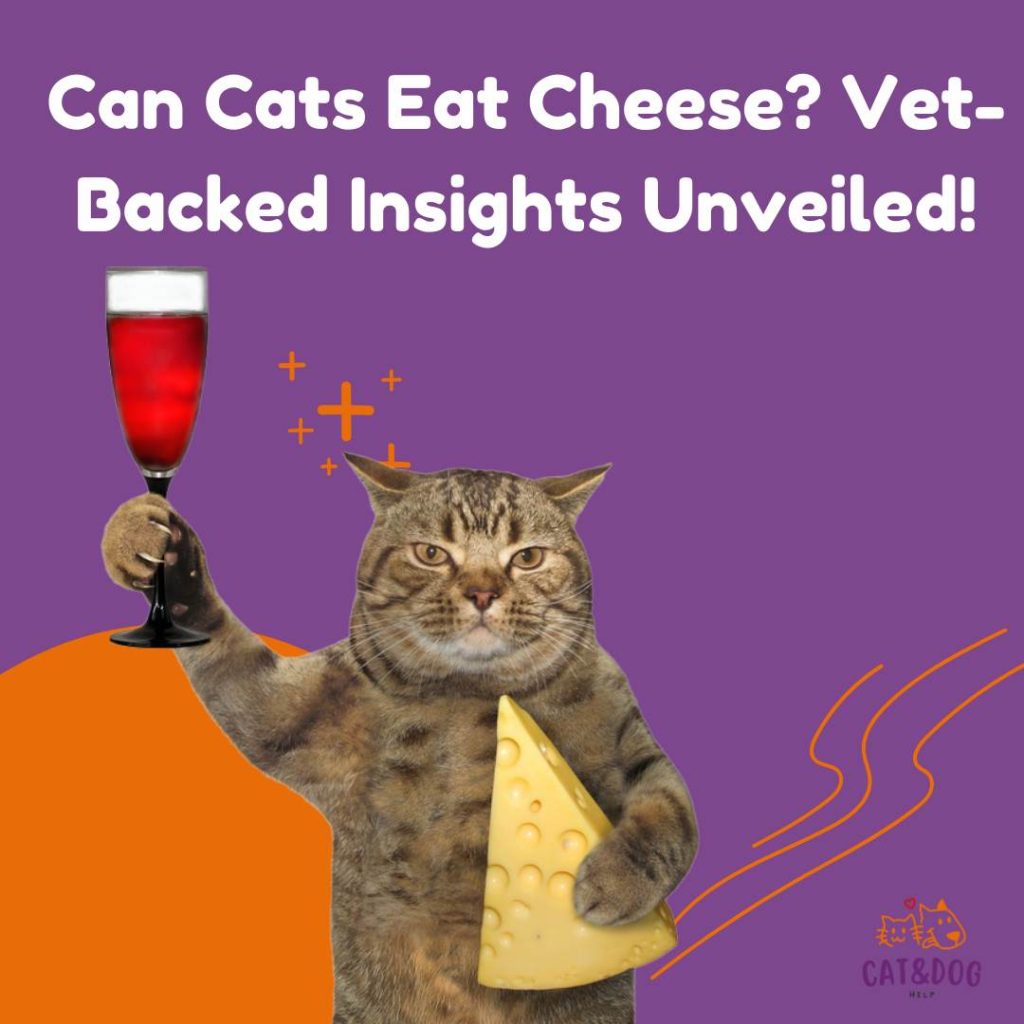 Can Cats Eat Cheese Vet-Backed Insights Unveiled!