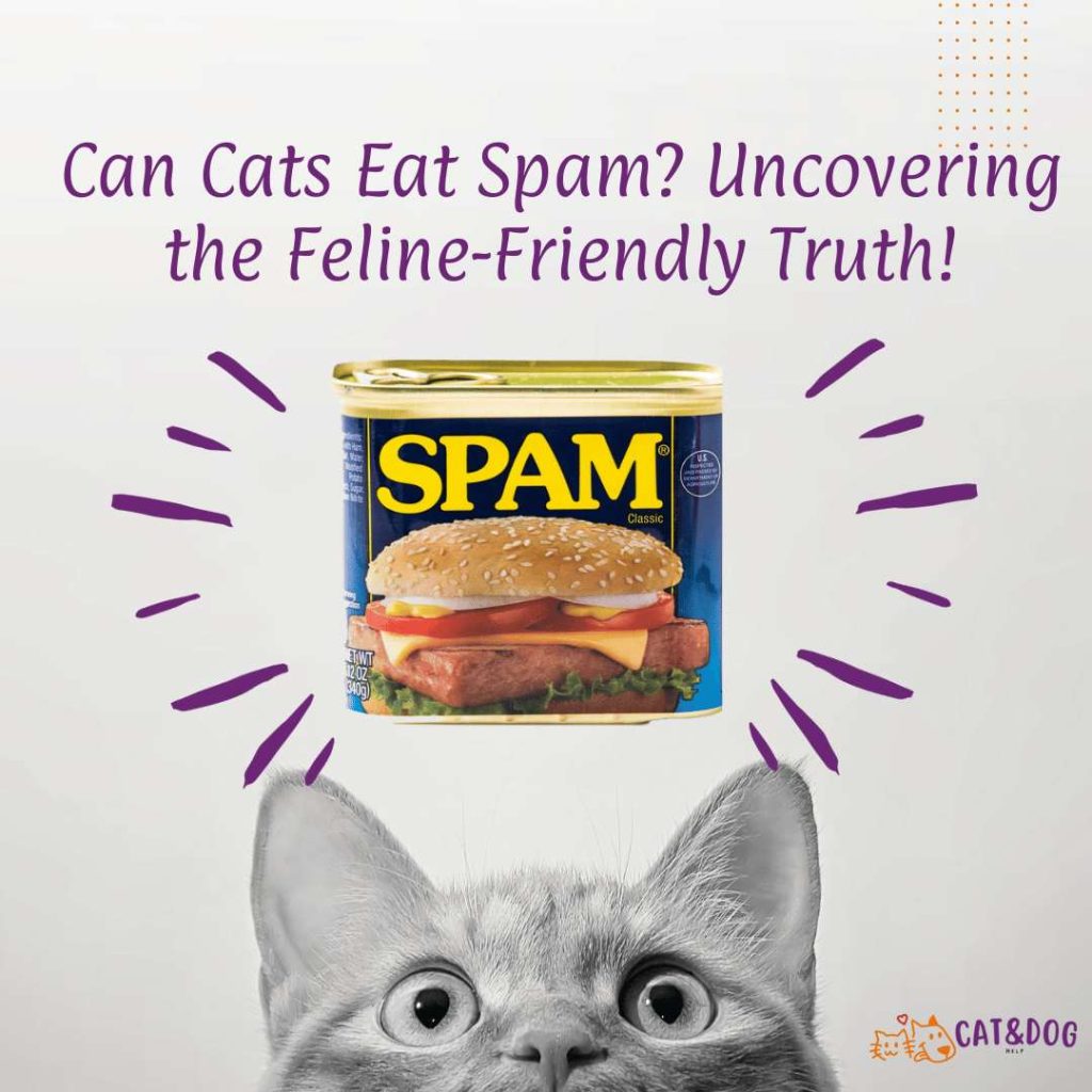 Can Cats Eat Spam Uncovering the Feline-Friendly Truth