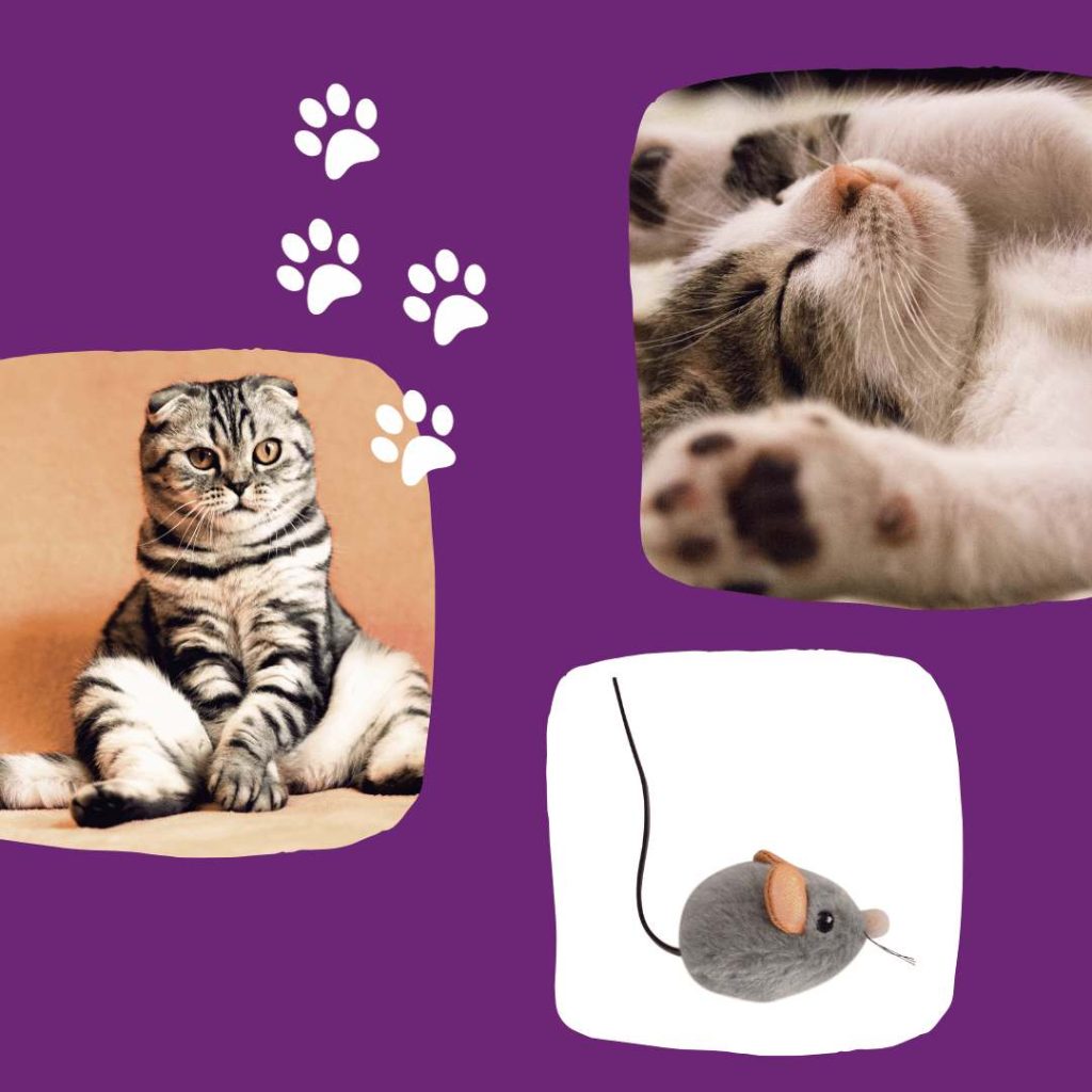 Cat Care Essentials & Accessories