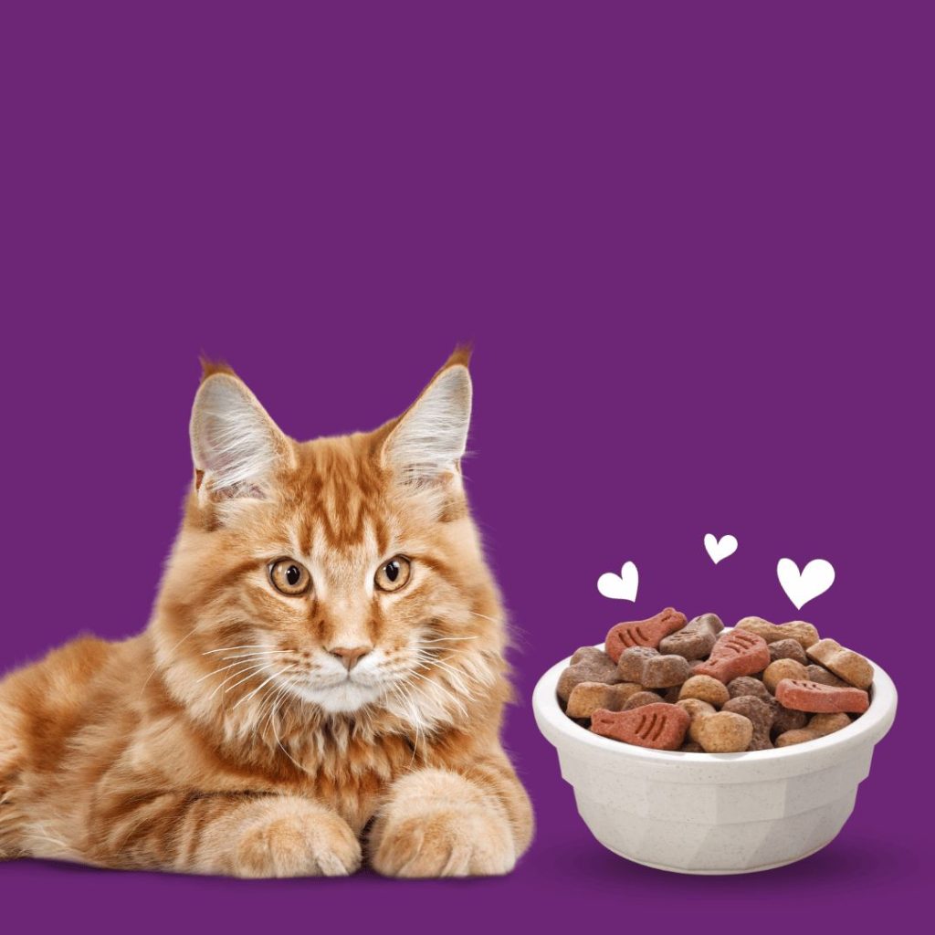 Cat Nutrition and food