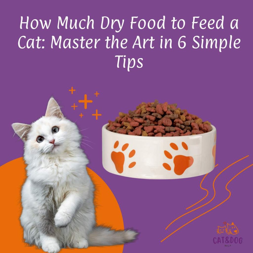 How Much Dry Food to Feed a Cat