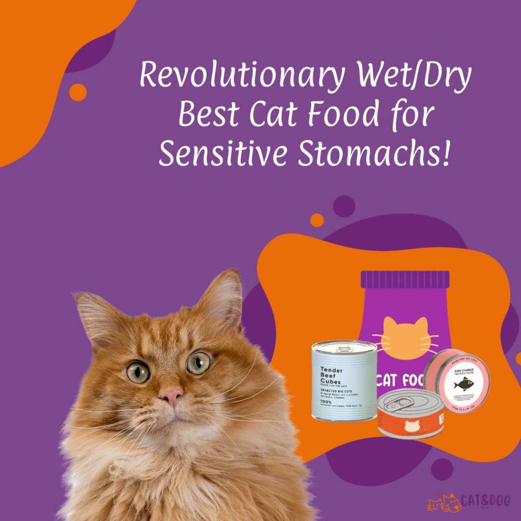 Revolutionary WetDry Best Cat Food for Sensitive Stomachs!