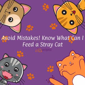 What Can I Feed a Stray Cat