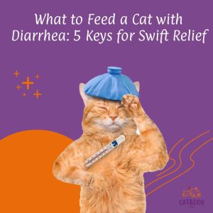 What to Feed a Cat with Diarrhea 5 Keys for Swift Relief