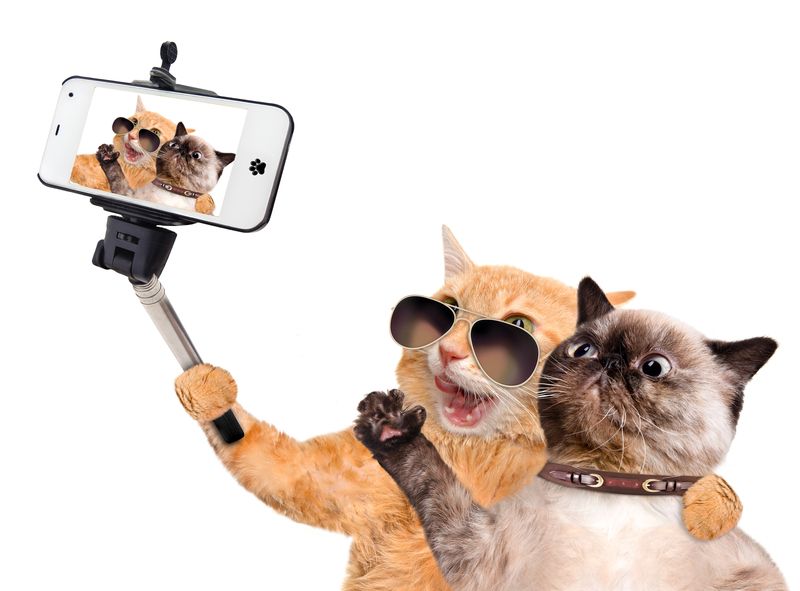 catdoghelp take selfie