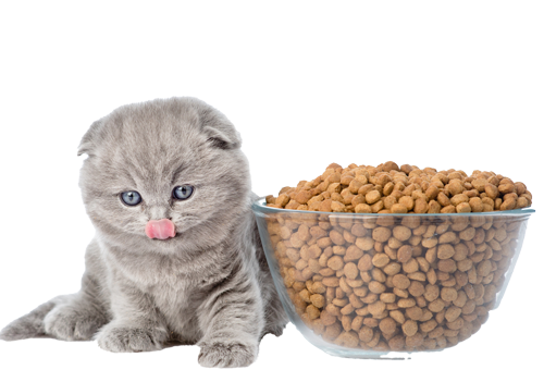 cute-cat-with-food