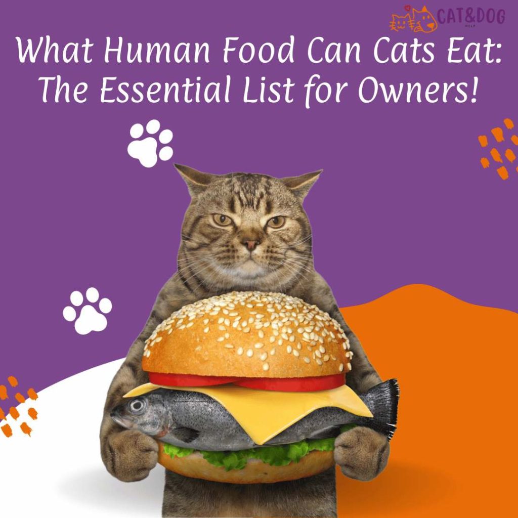 what human food can cats eat