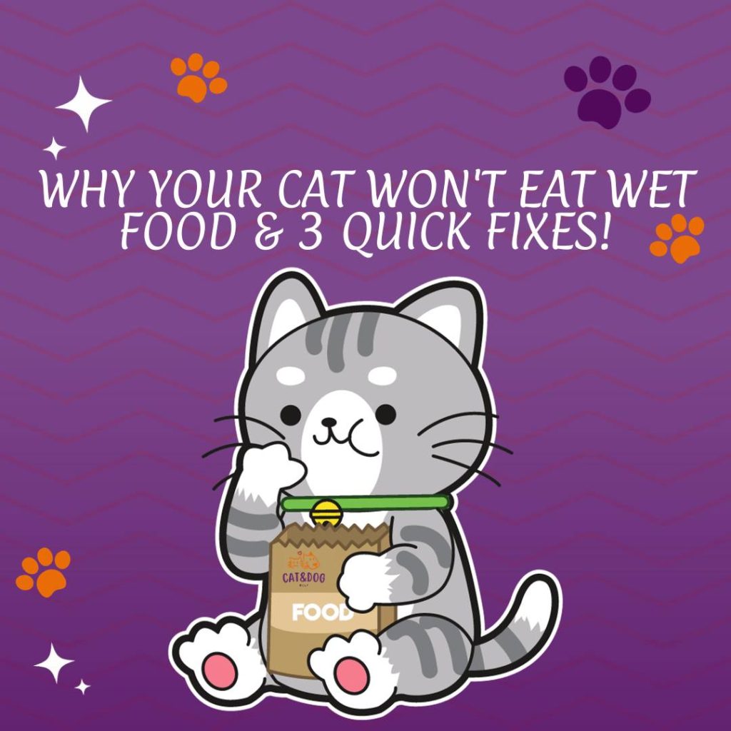 Why Your Cat Won't Eat Wet Food & 3 Quick Fixes!