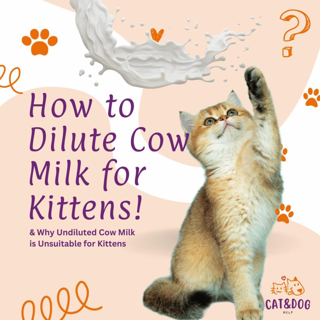 how to dilute cow milk for kittens