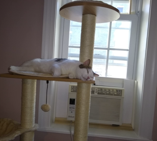 Personalizing Your Minimalist Cat Tree