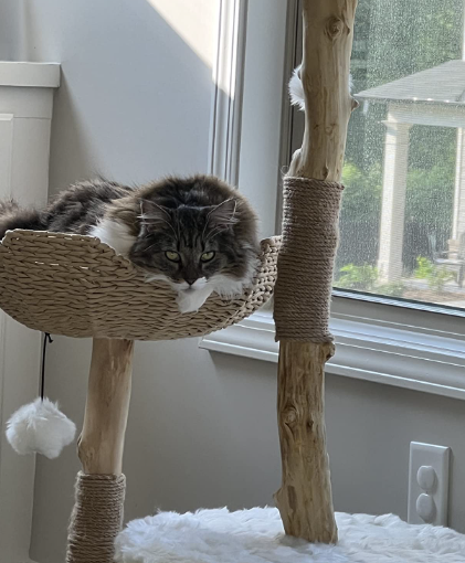 5 Non-Negotiable Qualities in Top-Rated Minimalist Cat Trees