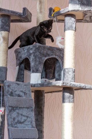 What Kind of Cat Trees Do Cats Prefer