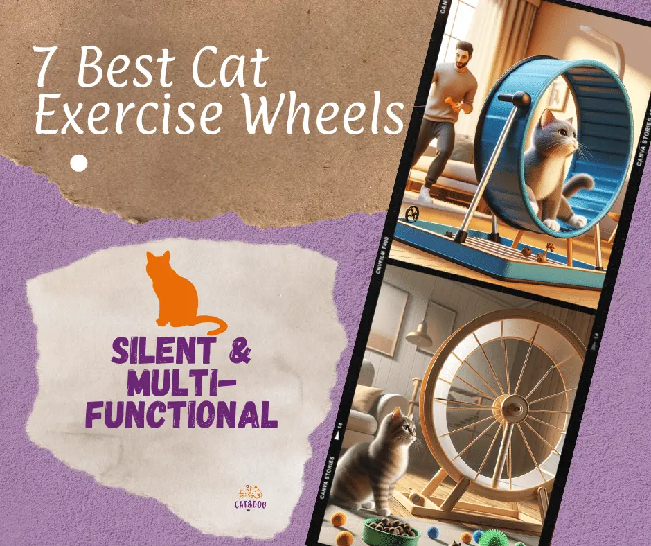 Best Cat Exercise Wheels