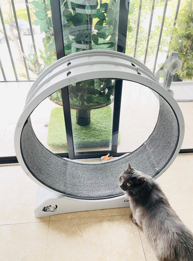 Cat Wheel review
