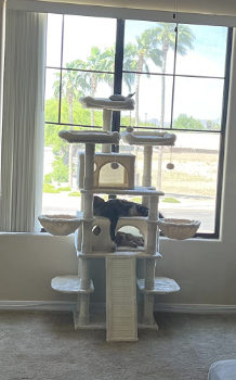 where to place the heavy duty cat tree?